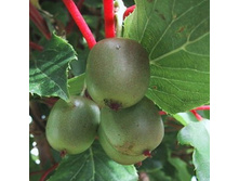 ��������� ������ �����.jpg