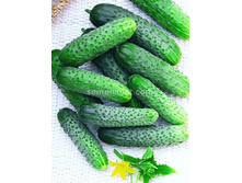 ������ ��������� �������� �������������� 15��,(��) 4,00 ���. [���.10000130]