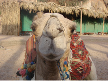 ������,2014 174.jpg