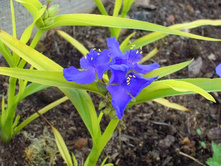 ������������ ���� ����*