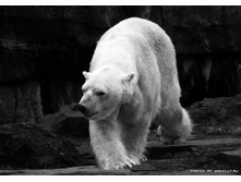 1267045653_black_white_animals-6[1].jpg