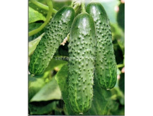 ������ ��������� F1 ������������������ 5�� ,(��)40,00 ���. [���.10000293]