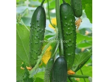 ������ ����� F1 ������������������ 10�� ,(��) 12,50 ���. [���.10000194]