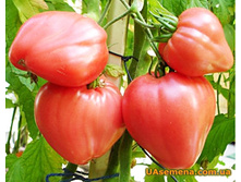 ����� ����� ������ ������� ������������� ,(��) 6,00 ���. [���.14001117]