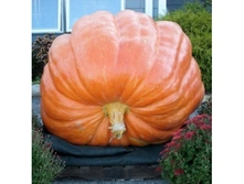 ����� ����� �������������,(��) 4,70 ���. [���.15000067]