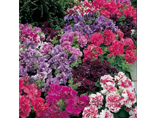 ������� �������� ��� F1 ����� , ����������,8�� (��) 23,00 ���. [���.3002608]