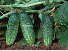 ������ ������ F1 (���������) 10��,(��) 16,00 ���. [���.10000227]