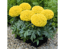 �������� ������� ������������ �������. ,(��)25,00 ���. [���.3005073]