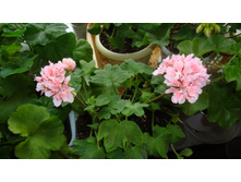 Bev Foster(�������-������)