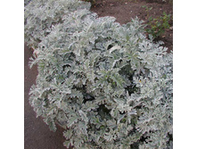 ��������� ������� ����������,(��) 9,00 ���.[���.3002054]