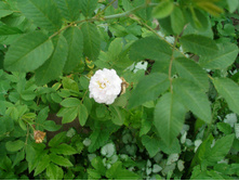 ������ �������� (�)