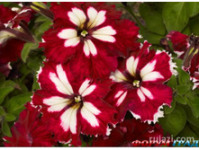 ������� F1 ��������������� ��� ��� �������� ,(��)19,70 ���.[���.3005077]