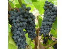 �������� �������� �����������.jpg