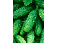 ������ ����� �������������� 12��,(��) 4,70 ���. [���.10000101]