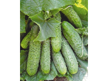 ������ ��������� 10��,(��) 3,50 ���. [���.10000739]