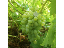 �������� �������� �������.jpg