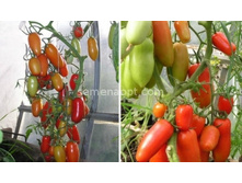 ����� ������ F1 ,(��) 15,00 ���. [���.14000877]