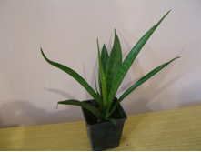 ����� (������)+