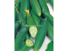 ������ ������� F1 ��������������  12��,(��) 5,00 ���.[���.10000213]