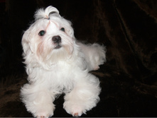 ����� �������