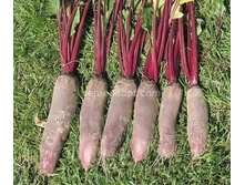 �ף��� ����� �������.,(��) 13,20���. [���.13000042]