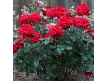 ������ �������.jpg