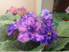 ��������� ����.JPG