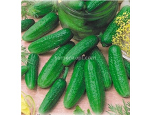 ������ ������� F1  8��,(��)17,00 ���. [���.10000593]