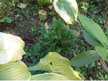 ��� ���.������+)