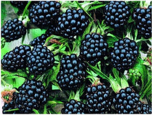 ������� �������� �������� +)