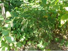 ��� �������� ���������+)