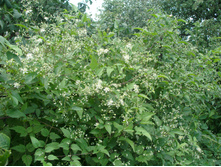 ������� (��������)*