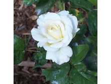 ��� ���.jpg