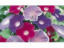 ������ �������� ������ ����������,(��) 6,50 ���.[���.3003492]