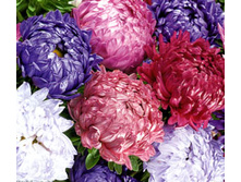 ����� ����������� ����� ����� ,(��)8,00 ���.[���.3005047]