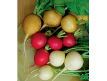 ����� ������� ������ �����,(��) 6,00 ���. [���.12000065]