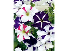 ������� ��������� ����������,(��) 9,50 ���.[���.3002055]