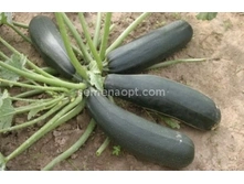 ������� ������ �������,(��) 5,50 ���. [���.��000001248]