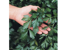 �������� ����� ������,(��) 9,00 ���. [���.1000168]