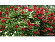 ������,Baykal (����),3,24���.jpg