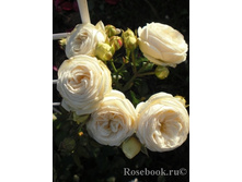 ������� (���) 2,95����.jpg