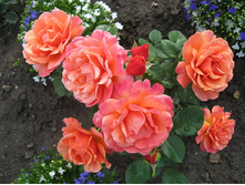 �����,Ashram(����) 2,95���.jpg