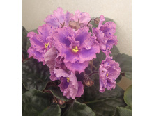 Victorian Fantasy.jpg