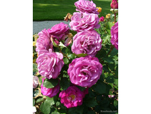 ������ ������, Melody Parfumee (����) 2,95���.jpg