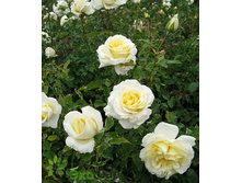 �����,Elina (����) 2,95���.jpg