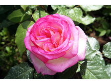 ��������� �� ������,Princesse de Monaco(����) 2,95���.jpg