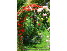 ����� ����������,Orange Meillandina(����),3,24���.jpg