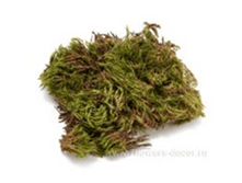 image522 - �����.png