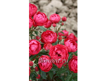 �������� (���),2,95���.JPG