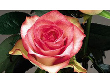 �-����,N-Joy (����) 2,95���.jpg